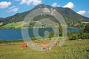 Lake schliersee with mountains and grazing cows