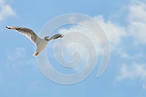 Lake seagull in flight against the background of the blue sky. White bird with open wings, photo from below