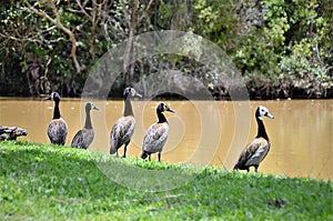 By the lake several ducks Dendrocygna viduata