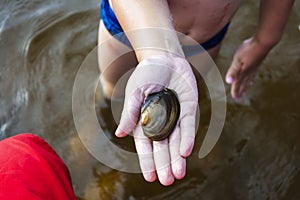 Lake shell on a child`s hand, freshwater clam, aquatic inhabitants