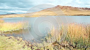 Lake shore, autumn grass with yellowing foliage on the shore and reeds
