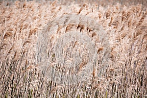 Lake Shore. Coastal plants, texture, reed, pattern. Brown color