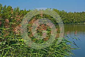 Lake shore with growing reed