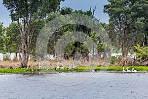 Lake shore of Horseshoe Lagoon with many pelicans and geese, Queensland, Australia