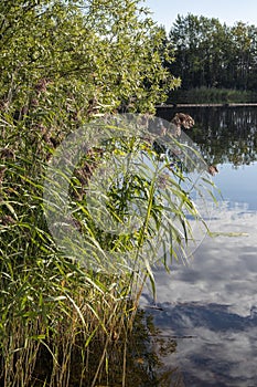 Lake shore with reeds, Finland