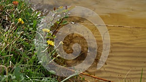 Lake shore with sweet grass and other plants swinging in the wind.