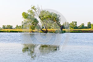 Lake shore with a tree on a summer evening