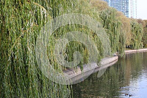 Lake shore with trees leaning over the water at the edge.