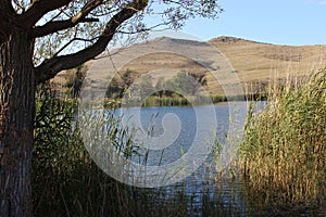 Lake shore with willow tree and blue sky