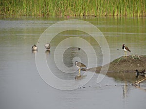 Lake Side Elegance: A Beautiful Picture of Avian Serenity