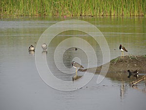 Lake Side Elegance: A Beautiful Picture of Avian Serenity