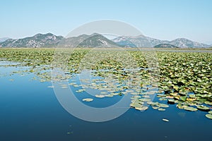 Lake Skadar view with floating lily pads and mountain background