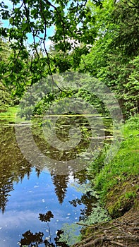 A lake somewhere in a deep forest