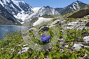 Lake in spring day. blue pulsatilla patens on the rocky coast of the lake