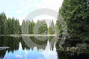 Lake with spruce trees
