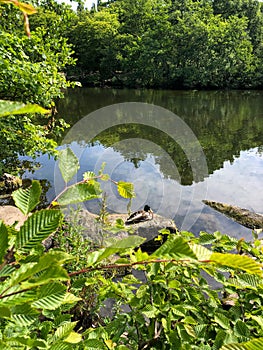 lake with stones on the shore in the foreground. Summer Epping forest landscape. UK