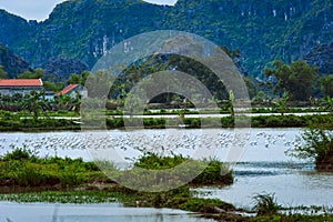 The lake and storks. National Park Ninh Binh. Vietnam.