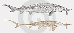 Lake sturgeon and threatened shovelnose sturgeon in side view photo