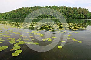 Lake in summer season