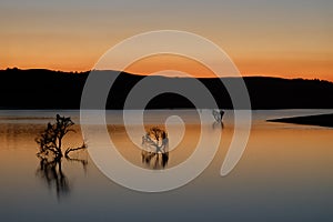 Lake sun set with tree