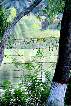 Lake in Sundarban Mangrove forest