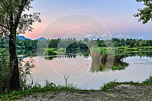 Lake after sunset. A calm cove with aquatic plants. A tree in the foreground