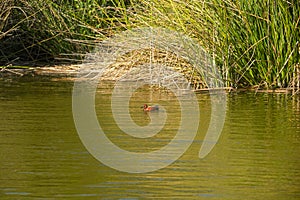 Lake at sunset and silhouette of Cinnamon teal duck floating on water