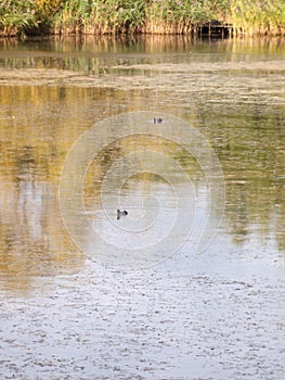 Lake surface scene with two coots swimming