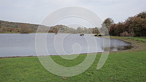 Lake surrounded by grass with a Galloway cattle entering water and group lying on shore