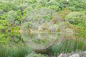 Lake surrounded by indigenous plants near Stellenbosch