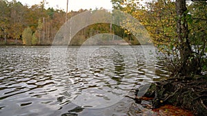 Lake surrounded by trees in Autumn or Fall with Canada Geese swimming in a row