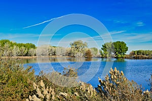 Lake surrounded by trees in Cibola Wildlife Refuge, Arizona photo