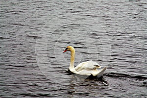 lake with the Swan, water birds of the duck family