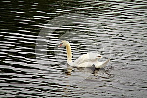 lake with the Swan, water birds of the duck family