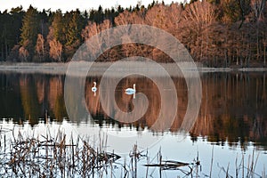 A lake with swans and a forest in the glow of the setting sun. photo