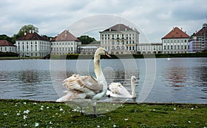 A lake with swans in the Nymphenburg Palace, Germany