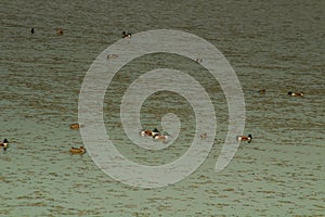 Lake Swimmers: Northern Shovelers Glide on Water