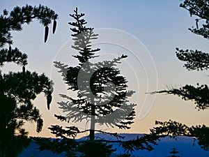 Lake Tahoe Sunrise Through trees Dl Bliss State Park