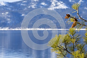 Lake Tahoe in Winter with Pine tree and Pine cone as border on right side of background image.