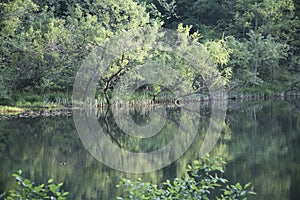 `Lake Tahoma Cove` a picturesque cove on a pristine lake