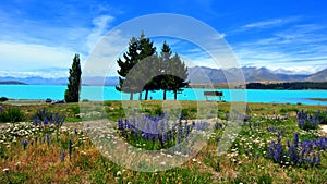 Lake Tekapo. New Zealand photo