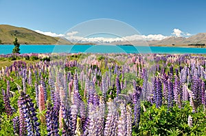 Lake Tekapo, New Zealand