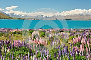 Lake Tekapo, New Zealand