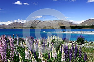 Lake Tekapo New Zealand photo