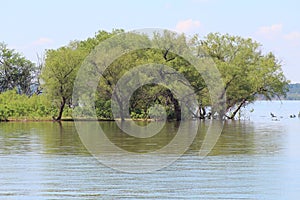 Lake Texoma Tree landscapes