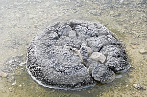Lake Thetis Stromatolite