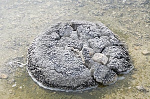 Lake Thetis Stromatolite photo