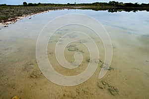 Lake Thetis Stromatolites