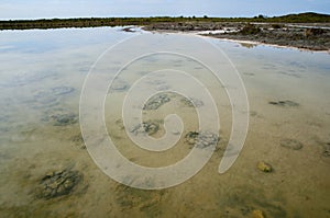 Lake Thetis Stromatolites