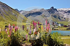 Lake of Tignes and flowers in France photo